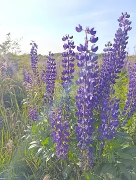 Участок в Калининградская область, Зеленоградский муниципальный округ, ...