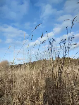 Участок в Пермский край, Пермский муниципальный округ, с. Курашим  ...