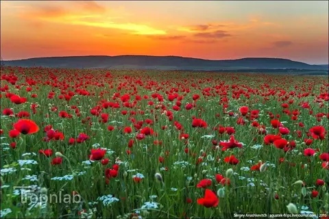 Участок в Крым, Сакский район, Суворовское с/пос, с. Великое  (33.0 ...