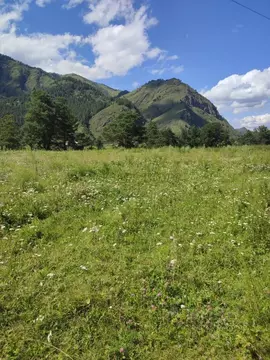 Участок в Алтай, Чемальский район, с. Куюс Центральная ул. (12.0 сот.)