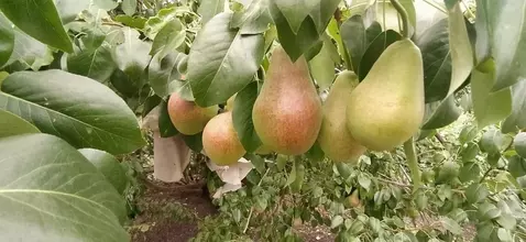 Дом в Омская область, Омск СОСН Степное имени Е.Ш. Левина тер., аллея ...
