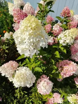 Участок в Омская область, Омский район муниципальный округ, Мечта-92 ...