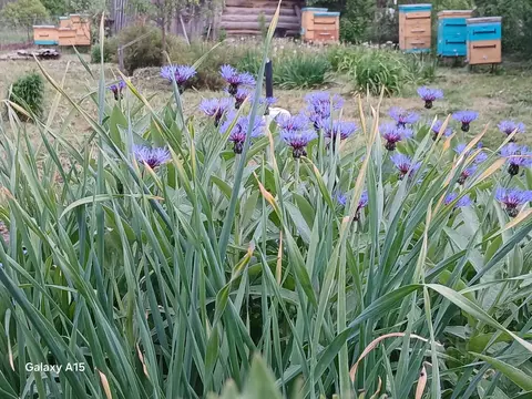 Дом в Пензенская область, Городищенский район, с. Песчанка Центральная ...
