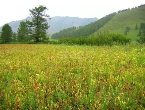 Участок в Алтай, Усть-Канский район, с. Усть-Кан Ленинская ул. (260.0 ...