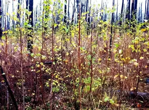 Участок в Ленинградская область, Тосненский район, Трубникоборское ...