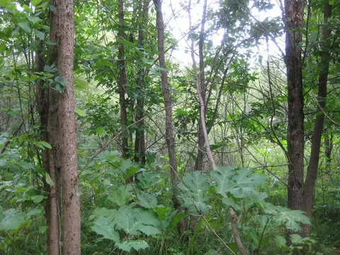 Участок в Московская область, Рузский муниципальный округ, д. ...