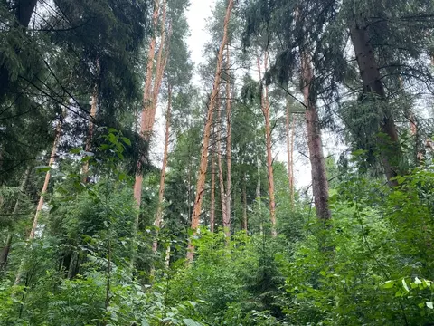 Участок в Московская область, Звенигород Одинцовский городской округ, ...