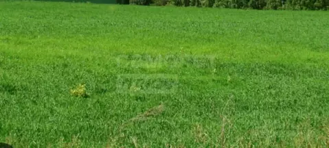 Участок в Оренбургская область, Оренбургский район, Экспериментальный ...