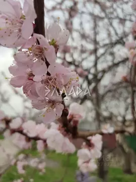 Участок в Ростовская область, Аксайский район, Щепкинское с/пос, ...