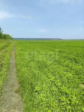 Участок в Воронежская область, Рамонский район, с. Ямное  (200.0 сот.)