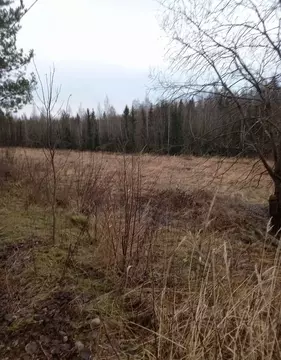 Участок в Ленинградская область, Выборгский район, Селезневское с/пос  ...