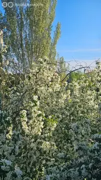 1-комнатная квартира: Октябрьский, улица Чапаева, 23 (31.4 м)