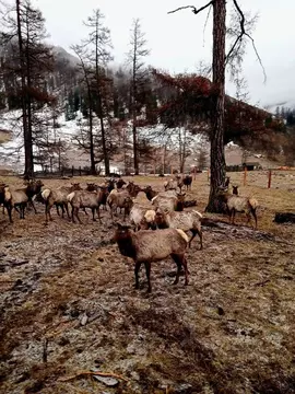 Производственное помещение в Алтай, Усть-Коксинский район, с. ...