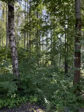 Участок в Московская область, Дмитровский муниципальный округ, ...