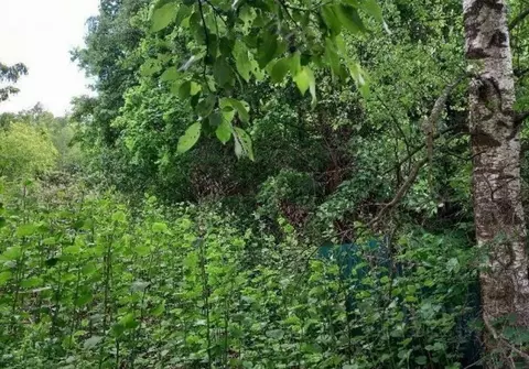 Участок в Московская область, Яхрома Дмитровский муниципальный округ,  ...