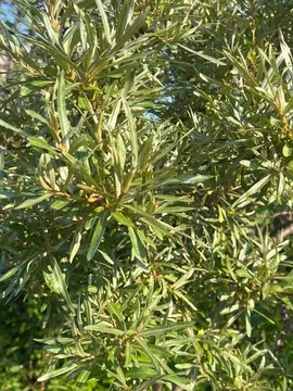 Участок в Челябинская область, Сосновский муниципальный округ, д. ...