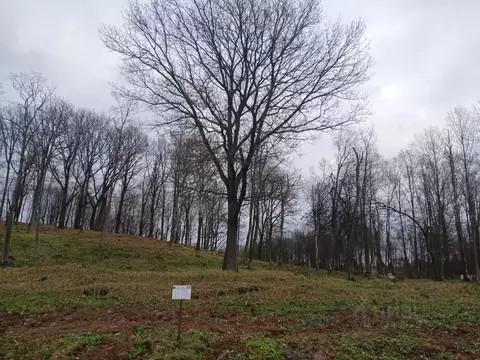 Участок в Московская область, Дмитровский муниципальный округ, д. ...