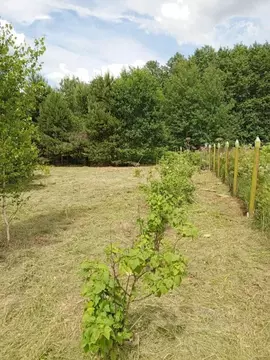 Участок в Московская область, Рузский муниципальный округ, д. Тишино ...