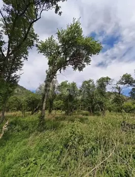 Участок в Алтай, Чемальский район, Радуга Жизни СНТ  (15.0 сот.)