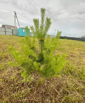Продается участок в д. Кузнецово