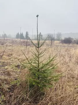 Участок в Ленинградская область, Выборгский район, Селезневское с/пос, ...