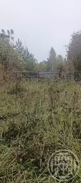 Участок в Ленинградская область, Лужский район, Заклинское с/пос, д. ...