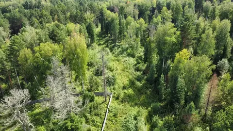Участок в Томская область, Томский район, Богашевское с/пос, Некрасово ...