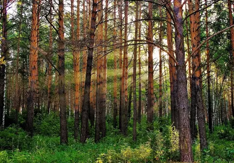Участок в Новгородская область, Маловишерский район, Бургинское с/пос, ...