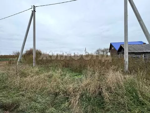 Участок в Новосибирская область, Колыванский район, д. Таловка ...