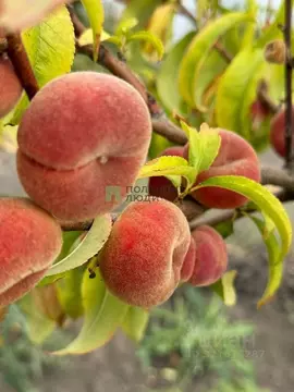 Дом в Самарская область, Жигулевск городской округ, с. Солнечная ...