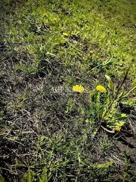 Участок в Белгородская область, Старый Оскол ул. 2-й Гвардейской ...