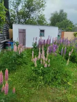Дом в Тюменская область, Тюмень городской округ, Сосновая Поляна СНТ  ...