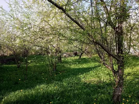 Участок в Калининградская область, Гурьевский муниципальный округ, ...