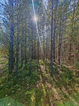 Участок в Иркутская область, Иркутск Славный мкр, ул. Сосновая Горка ...