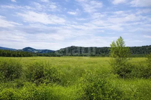 Участок в Алтай, Майминский район, с. Кызыл-Озек ул. Цветочная, 9 ...