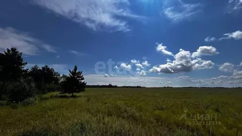 Участок в Амурская область, Свободненский район, с. Москвитино  ...