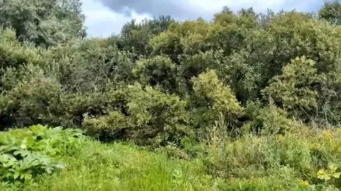 Участок в Московская область, Щелково городской округ, д. Малые ...