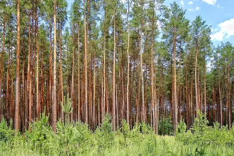 Участок в Московская область, Одинцовский городской округ, Лира ...