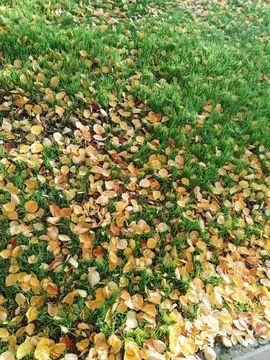 Участок в Ростовская область, Батайск Советская ул., 47 (4.7 сот.)