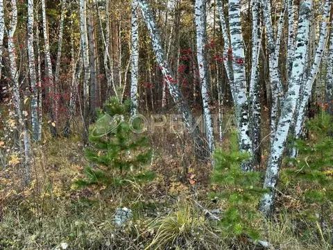 Участок в Тюменская область, Тюмень Якорь садовое товарищество, ул. ...