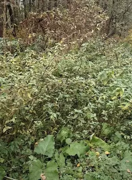 Участок в Московская область, Лосино-Петровский городской округ, д. ...