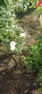 Участок в Марий Эл, Медведевский район, Знаменское с/пос, Рябинка СНТ ...