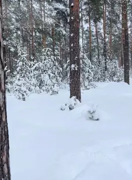 Участок в Ивановская область, Ивановский район, Куликовское с/пос, д. ...