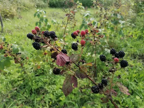 Участок в Тульская область, Заокский район, Страховское с/пос, ...