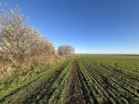Участок в Крым, Сакский район, Ореховское с/пос, с. Михайловка  (25.0 ...