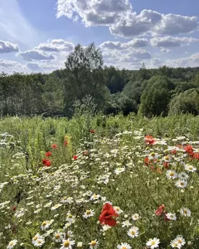 Участок в Московская область, Истра муниципальный округ, д. Кашино ул. ...