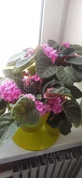 2-к кв. Воронежская область, Воронеж ул. Космонавта Комарова, 16 (53.0 ...