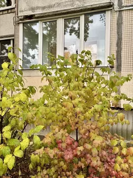 2-к кв. Санкт-Петербург ул. Десантников, 32К3 (51.0 м)