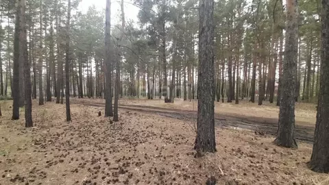 Участок в Забайкальский край, Читинский район, Радость ТСН  (9.4 сот.)