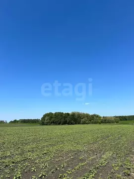Участок в Белгородская область, Белгородский муниципальный округ, с. ...